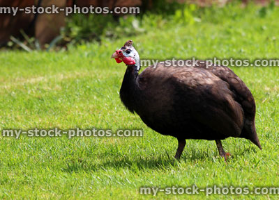 Stock image of guinea fowl strutting around a domestic garden lawn