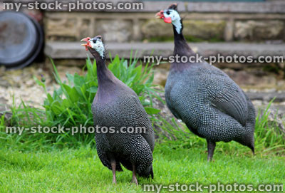 Stock image of two guinea fowl strutting around a domestic garden lawn