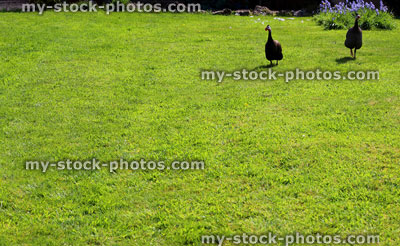 Stock image of two guinea fowl strutting around a domestic garden lawn