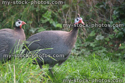 Stock image of two guinea fowl birds strutting around a domestic garden lawn