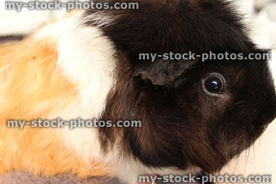 Stock image of tricolour Abyssinian guinea pig (Cavia porcellus) (close up)