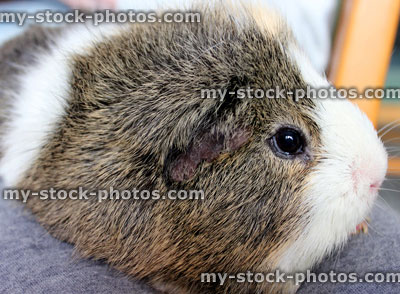 Stock image of short haired Abyssinian guinea pig (Cavia porcellus) (close up)