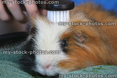 Stock image of brushing hair of long hair tortoiseshell Peruvian guinea pig / cavy