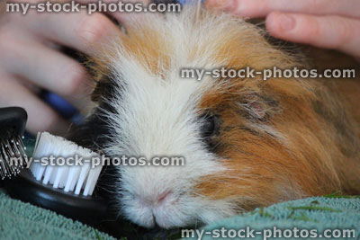 Stock image of brushing hair of long hair tortoiseshell Peruvian guinea pig / cavy