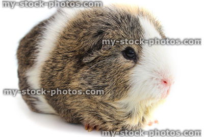 Stock image of grey, brown and and white short hair guinea pig / cavy