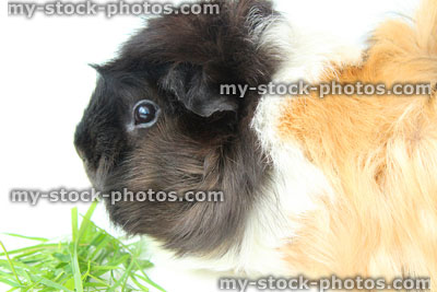 Stock image of orange / ginger, black, white short hair abyssinian guinea pig / tortoiseshell cavy