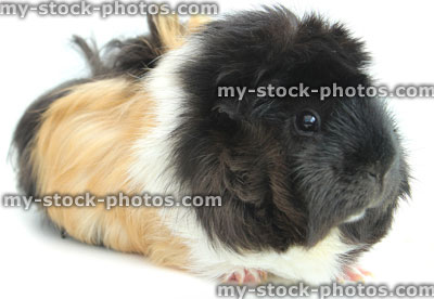Stock image of orange / ginger, black, white short hair abyssinian guinea pig / tortoiseshell cavy
