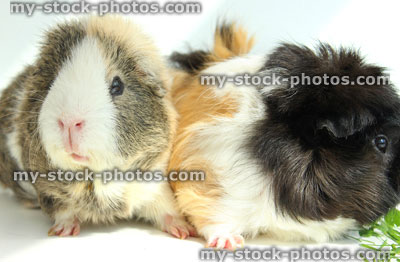 Stock image of two guinea pigs eating grass, short hair / abyssinian cavies
