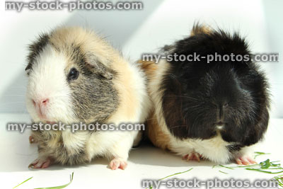 Stock image of two guinea pigs eating grass, short hair / abyssinian cavies