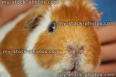Stock image of orange / ginger and white short hair guinea pig / cavy