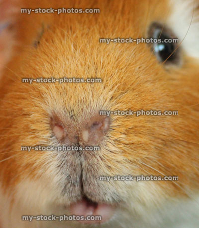 Stock image of orange / ginger, white short hair guinea pig face, cavy