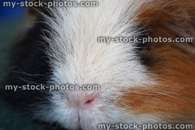 Stock image of long hair tortoiseshell Peruvian guinea pig / cavy (ginger, white, black hair)