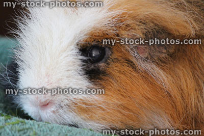 Stock image of long hair tortoiseshell Peruvian guinea pig / cavy (ginger, white, black hair)