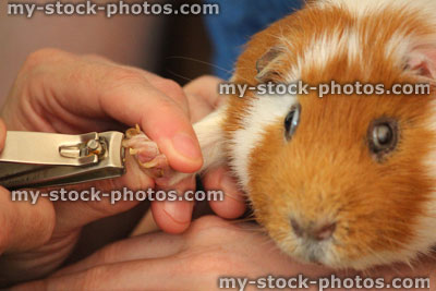 Stock image of cutting toenails on short haired guinea pig / short hair cavy, ginger, white