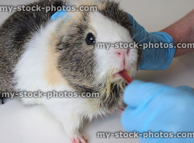 guinea pig veterinary care