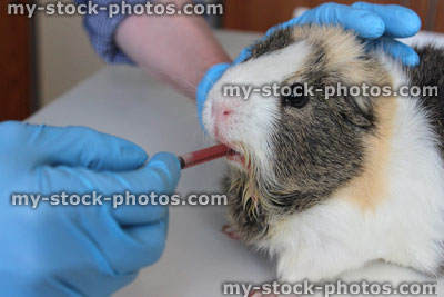 Stock image of guinea pig being treated at vets, veterinary syringe of medicine