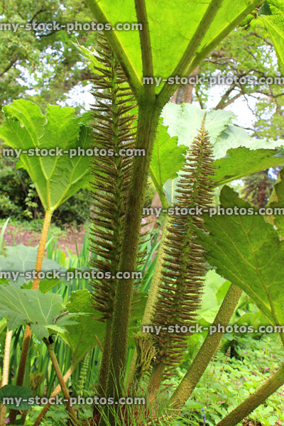 Stock image of gunnera manicata flowers and leaves (giant rhubarb) in spring garden