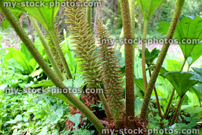 Stock image of gunnera manicata flowers and leaves (giant rhubarb) in spring garden