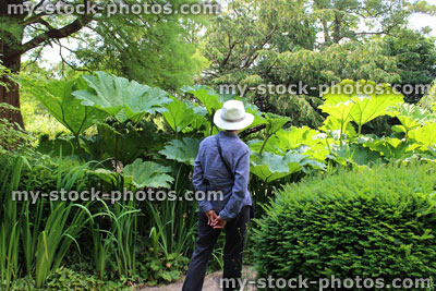 Stock image of lady in sub tropical water garden with giant rhubarb gunnera leaves
