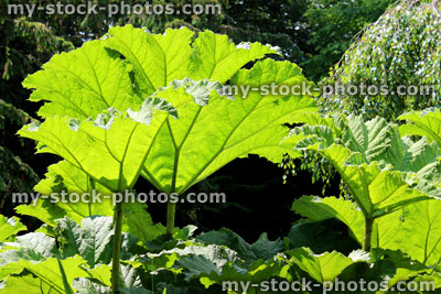 Stock image of gunnera manicata flowers and leaves (giant rhubarb) in summer garden