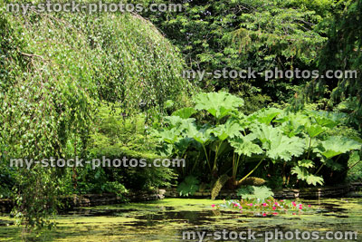Stock image of garden pond with water lilies, gunnera, duckweed, birch