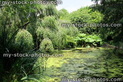 Stock image of overgrown garden pond with water lilies, gunnera, duckweed, weeping birch