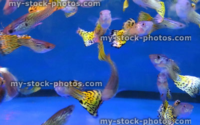 Stock image of tropical fish tank aquarium, yellow tail guppies / male guppy