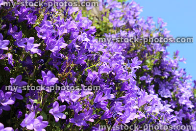 Stock image of purple flowers on creeping common harebell (Campanula portenschlagiana / wall bellflower)