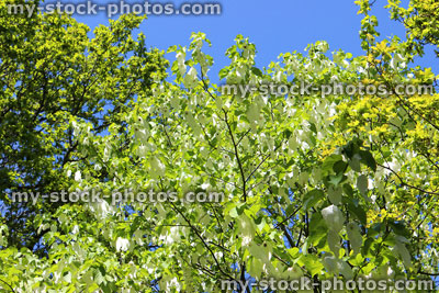 Stock image of white handkerchief tree (Davidia involucrata) flowers in spring (close up)