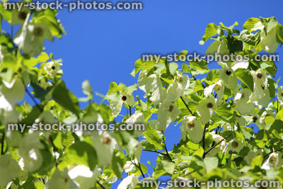 Stock image of white handkerchief tree flowers in spring, close up