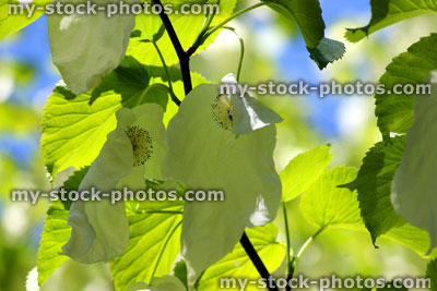 Stock image of white handkerchief tree flowers in spring (close up)