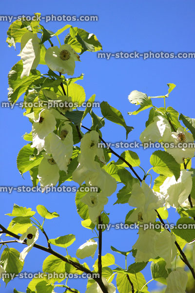 Stock image of white handkerchief tree flowers in spring (close up)