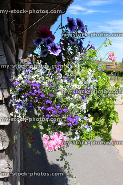 Stock image of hanging basket with annual flowers, petunias, lobelia, alyssum, geraniums (pelargoniums)