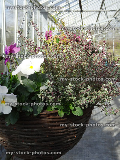 Stock image of wicker winter hanging basket in garden centre greenhouse, pansies