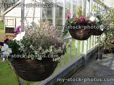 Stock image of wicker hanging baskets at garden centre, winter bedding plants / flowers