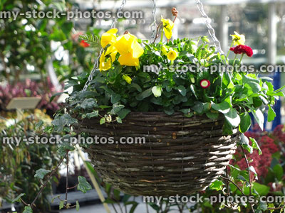 Stock image of winter hanging basket with wicker container, pansies, red daisies
