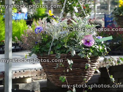 Stock image of winter hanging basket at garden centre, weaved willow / wicker