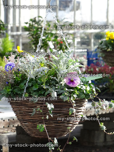 Stock image of winter hanging basket with pansies, thyme, trailing ivy