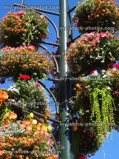 Stock image of hanging baskets on pole stand covered with flowers