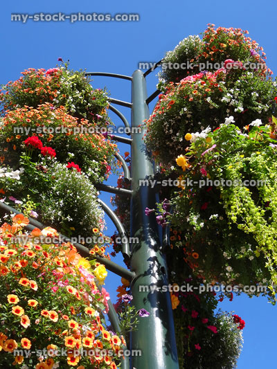Stock image of summer bedding / annual flowers growing in hanging baskets