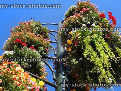 Stock image of summer hanging baskets with colourful annual flowers, looking up