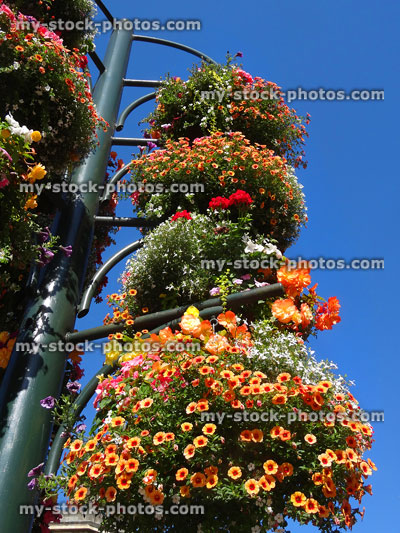 Stock image of hanging baskets on metal stand with orange red flowers