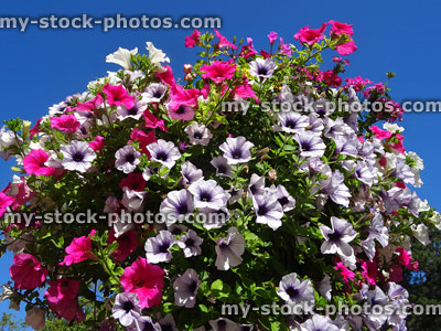 Stock image of hanging basket with pink, white and purple petunia flowers