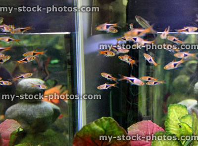 Stock image of group of Harlequin rasboras tetra tropical fish aquarium