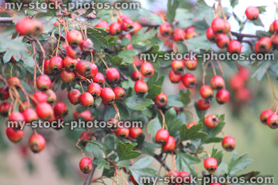 Stock image of red hawthorn berries on wild hedge / hedgerow, late summer (Crataegus monogyna)