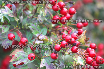 Stock image of red hawthorn berries on wild hedge / hedgerow, late summer (Crataegus monogyna)