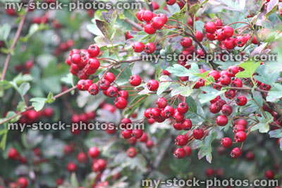 Stock image of red hawthorn berries on wild hedge / hedgerow, late summer (crataegus monogyna)