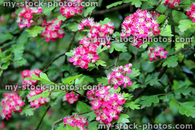 Stock image of pink / red hawthorn flowers in spring (Crataegus mollis)