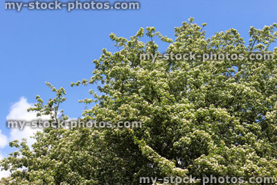 Stock image of white common hawthorn flowers (Crataegus monogyna) against sky