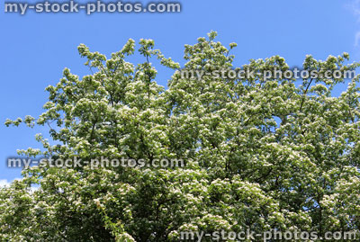 Stock image of white common hawthorn flowers (Crataegus monogyna) against sky